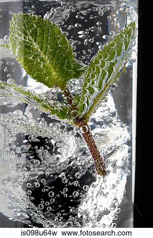 Fresh mint leaves and bubbles in a gin and tonic View Large Photo Image Stock Photo - Fresh mint leaves and bubbles in a gin and tonic. Fotosearch