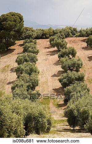 Stock Image - Olive grove, Granada, Spain. Fotosearch