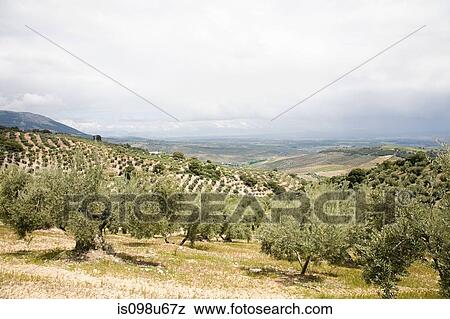 Olive grove with Sierra Nevada mountains, Granada, Spain View Large Photo Image Stock Photo - Olive grove with Sierra Nevada mountains, Granada, Spain. Fotosearch