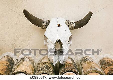 Wall mounted cattle skull, Granada, Spain View Large Photo Image Stock Photo - Wall mounted cattle skull, Granada, Spain. Fotosearch