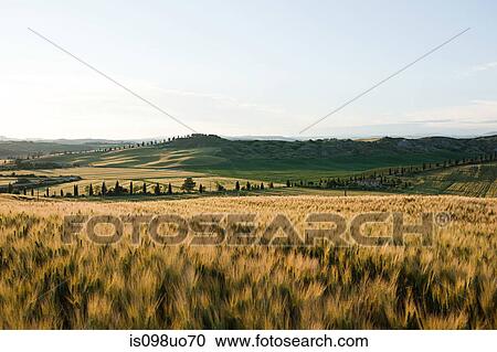 Barley field in evening light near Siena, Tuscany, Italy View Large Photo Image Stock Image - Barley field in evening light near Siena, Tuscany, Italy. Fotosearch