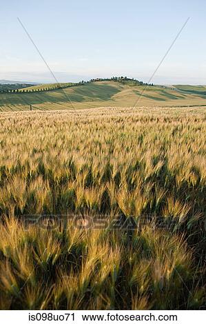 Stock Image - Barley field in evening light near Siena, Tuscany, Italy. Fotosearch