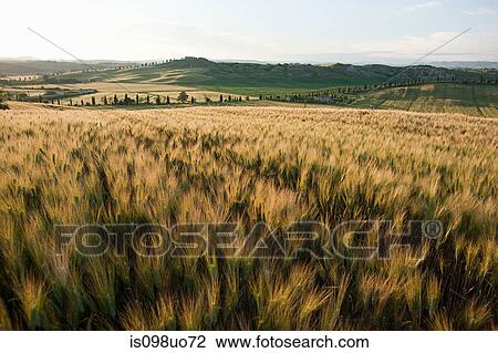 Stock Image - Barley field in evening light near Siena, Tuscany, Italy. Fotosearch