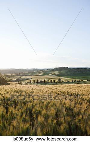 Barley field in evening light near Siena, Tuscany, Italy View Large Photo Image Stock Photo - Barley field in evening light near Siena, Tuscany, Italy. Fotosearch