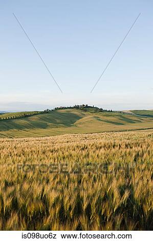 Stock Photo - Barley field in evening light near Siena, Tuscany, Italy. Fotosearch