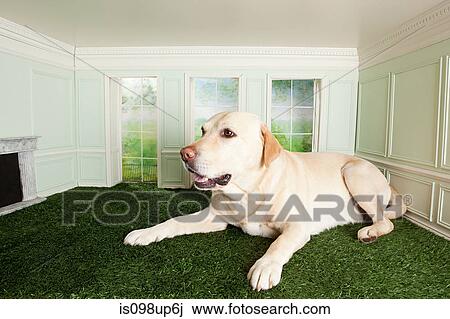 Stock Image - Big dog in a small room. Fotosearch