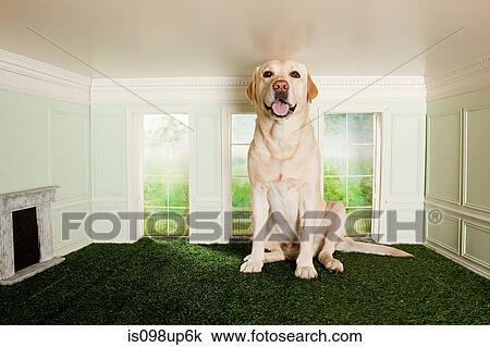 Big dog in a small room View Large Photo Image Stock Image - Big dog in a small room. Fotosearch