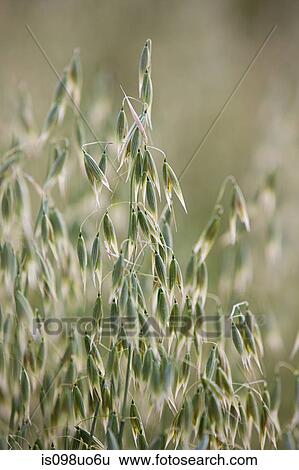 Close up of oat plants View Large Photo Image Stock Photograph - Close up of oat plants. Fotosearch