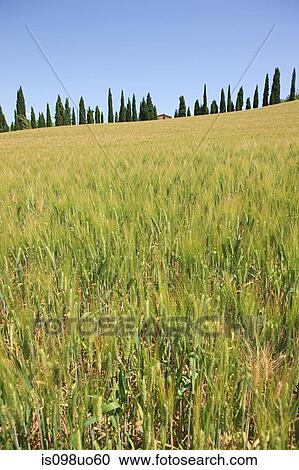 Stock Image - Cypress trees and wheat field near Siena, Italy. Fotosearch