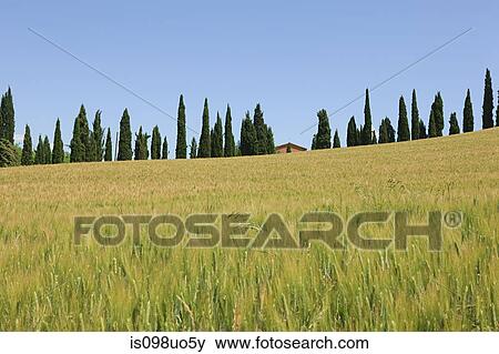 Cypress trees and wheat field near Siena, Italy View Large Photo Image Stock Photo - Cypress trees and wheat field near Siena, Italy. Fotosearch