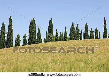 Cypress trees and wheat field near Siena, Italy View Large Photo Image Stock Photo - Cypress trees and wheat field near Siena, Italy. Fotosearch