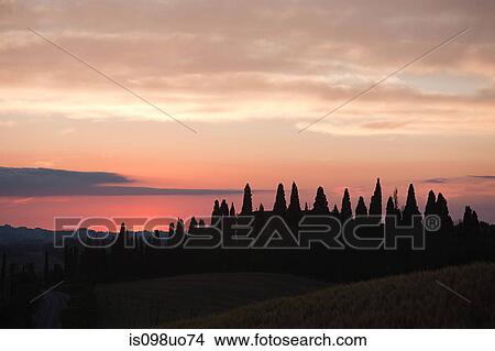 Picture - Cypress trees at sunset near Siena, Tuscany, Italy. Fotosearch
