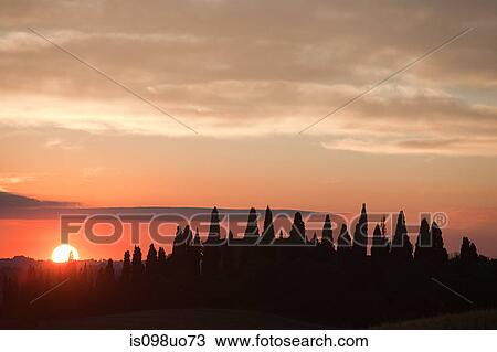 Cypress trees at sunset near Siena, Tuscany, Italy View Large Photo Image Stock Image - Cypress trees at sunset near Siena, Tuscany, Italy. Fotosearch