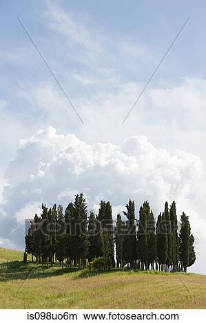 Cypress trees in field, Val d'Orcia, Italy View Large Photo Image Picture - Cypress trees in field, Val d'Orcia, Italy. Fotosearch