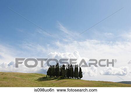 Cypress trees in field, Val d'Orcia, Italy View Large Photo Image Picture - Cypress trees in field, Val d'Orcia, Italy. Fotosearch