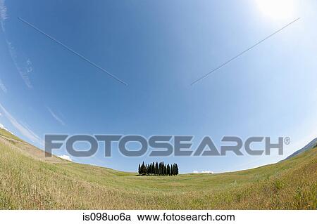 Cypress trees in field, Val d'Orcia, Italy View Large Photo Image Stock Image - Cypress trees in field, Val d'Orcia, Italy. Fotosearch