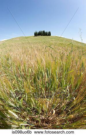 Cypress trees in field, Val d'Orcia, Italy View Large Photo Image Stock Image - Cypress trees in field, Val d'Orcia, Italy. Fotosearch