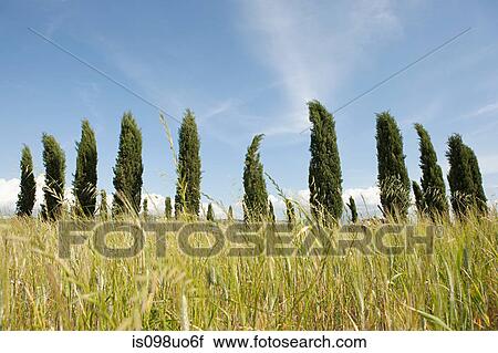 Cypress trees in field, Val d'Orcia, Italy View Large Photo Image Stock Image - Cypress trees in field, Val d'Orcia, Italy. Fotosearch