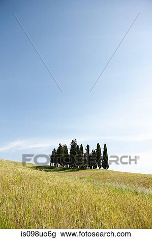 Cypress trees in field, Val d'Orcia, Italy View Large Photo Image Stock Image - Cypress trees in field, Val d'Orcia, Italy. Fotosearch