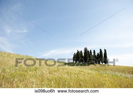 Stock Image - Cypress trees in field, Val d'Orcia, Italy. Fotosearch