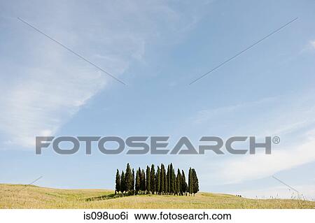 Stock Image - Cypress trees in field, Val d'Orcia, Italy. Fotosearch