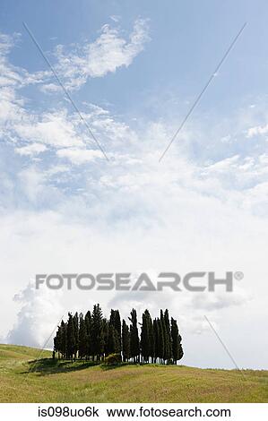 Cypress trees in field, Val d'Orcia, Italy View Large Photo Image Stock Image - Cypress trees in field, Val d'Orcia, Italy. Fotosearch