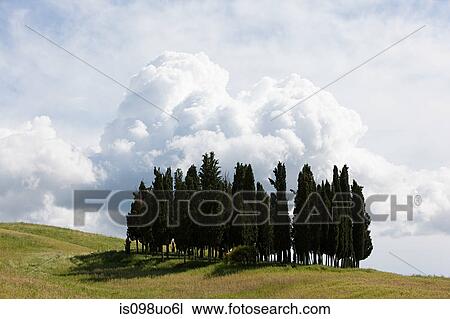 Cypress trees in field, Val d'Orcia, Italy View Large Photo Image Stock Image - Cypress trees in field, Val d'Orcia, Italy. Fotosearch