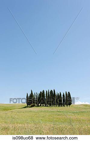 Cypress trees in field, Val d'Orcia, Italy View Large Photo Image Stock Photo - Cypress trees in field, Val d'Orcia, Italy. Fotosearch