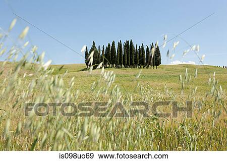 Cypress trees in field, Val d'Orcia, Italy View Large Photo Image Stock Photo - Cypress trees in field, Val d'Orcia, Italy. Fotosearch