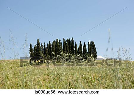Cypress trees in oat field, Val d'Orcia, Italy View Large Photo Image Stock Photograph - Cypress trees in oat field, Val d'Orcia, Italy. Fotosearch