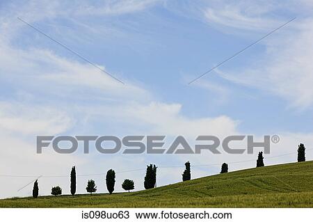 Cypress trees near Siena, Italy View Large Photo Image Stock Image - Cypress trees near Siena, Italy. Fotosearch