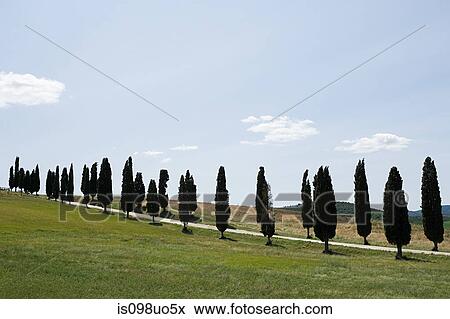 Cypress trees near Siena, Italy View Large Photo Image Stock Photo - Cypress trees near Siena, Italy. Fotosearch