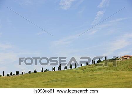 Cypress trees near Siena, Tuscany, Italy View Large Photo Image Stock Image - Cypress trees near Siena, Tuscany, Italy. Fotosearch