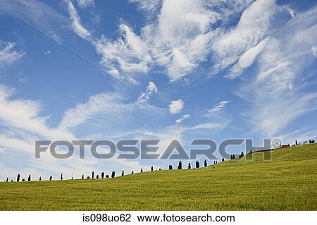 Cypress trees near Siena, Tuscany, Italy View Large Photo Image Stock Image - Cypress trees near Siena, Tuscany, Italy. Fotosearch