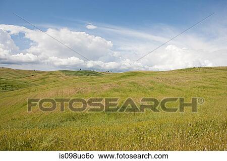 Rural landscape of Val d'Orcia, Italy View Large Photo Image Picture - Rural landscape of Val d'Orcia, Italy. Fotosearch