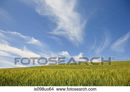 Wheat field near Siena, Italy View Large Photo Image Picture - Wheat field near Siena, Italy. Fotosearch