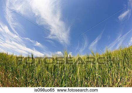 Wheat field near Siena, Italy View Large Photo Image Stock Photography - Wheat field near Siena, Italy. Fotosearch