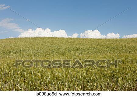 Stock Image - Wheat field, Val d'Orcia, Italy. Fotosearch