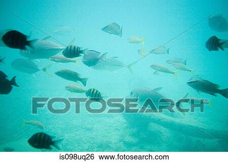 Fish in sea, Curacao, Antilles View Large Photo Image Stock Photograph - Fish in sea, Curacao, Antilles. Fotosearch