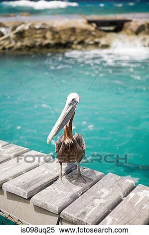 Pelican, Curacao, Antilles View Large Photo Image Stock Photography - Pelican, Curacao, Antilles. Fotosearch