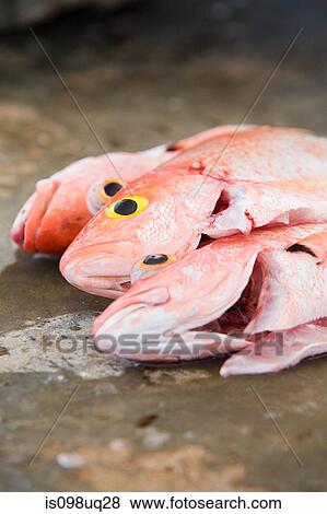 Snapper fish View Large Photo Image Stock Photo - Snapper fish. Fotosearch