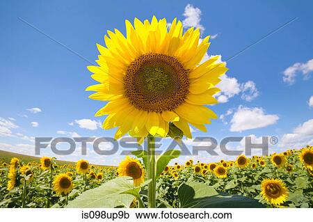 Sunflower field View Large Photo Image Stock Image - Sunflower field. Fotosearch