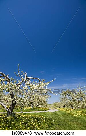Apple trees in orchard at Spring View Large Photo Image Stock Photo - Apple trees in orchard at Spring. Fotosearch