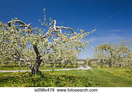 Apple trees in orchard at Spring View Large Photo Image Stock Photo - Apple trees in orchard at Spring. Fotosearch