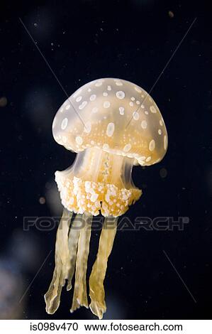 Australian spotted jellyfish View Large Photo Image Stock Image - Australian spotted jellyfish. Fotosearch