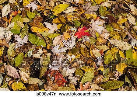 Autumn leaves floating on pond surface View Large Photo Image Picture - Autumn leaves floating on pond surface. Fotosearch