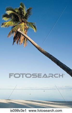 Stock Image - Beach and single palm tree. Fotosearch