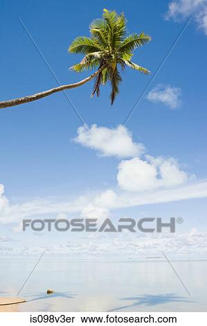 Stock Photography - Beach and single palm tree. Fotosearch
