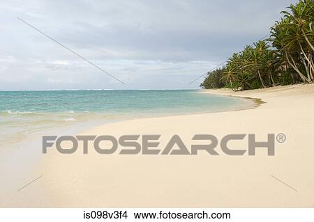 Beach with palm trees View Large Photo Image Picture - Beach with palm trees. Fotosearch