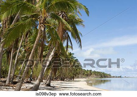 Beach with palm trees View Large Photo Image Stock Photography - Beach with palm trees. Fotosearch